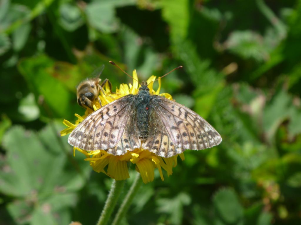 Aiuto ID: Boloria napaea - Nymphalidae